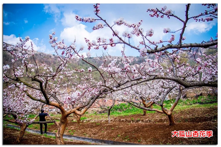 每年四月中下旬,是辽宁省丹东市东港大孤山杏花绽放的季节.