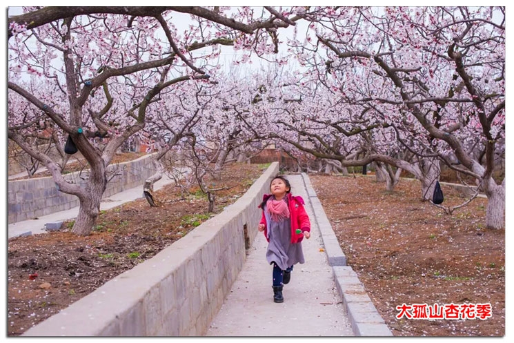 每年四月中下旬,是辽宁省丹东市东港大孤山杏花绽放的季节.